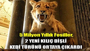 5 milyon yıllık fosiller, 2 yeni kılıç dişli kedi türünü ortaya çıkardı