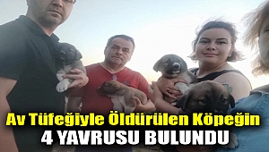 Av tüfeğiyle öldürülen köpeğin 4 yavrusu bulundu