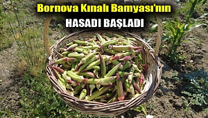 Bornova Kınalı Bamyası’nın hasadı başladı