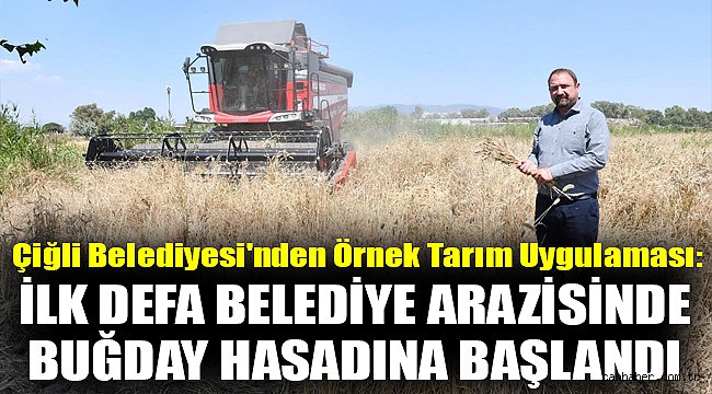 Çiğli Belediyesi'nden Örnek Tarım Uygulaması: İlk Defa Belediye Arazisinde Buğday Hasadına Başlandı