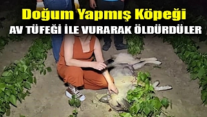 Doğum yapmış köpeği av tüfeği ile vurarak öldürdüler