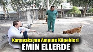 Karşıyaka’nın ampute köpekleri emin ellerde