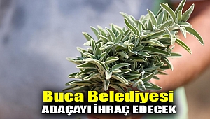 Buca Belediyesi adaçayı ihraç edecek