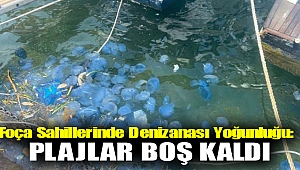 Foça sahillerinde denizanası yoğunluğu: Plajlar boş kaldı