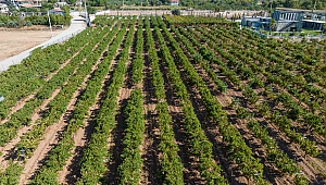 Buca’da bağ bozumu zamanı