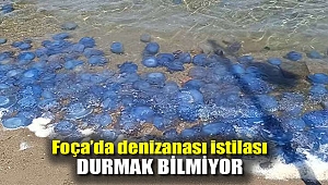 Foça'da denizanası istilası durmak bilmiyor