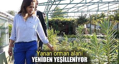 Yanan orman alanı yeniden yeşilleniyor