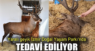 Yaralı geyik İzmir Doğal Yaşam Parkı’nda tedavi ediliyor