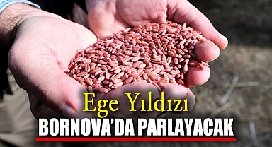 Ege Yıldızı Bornova’da Parlayacak