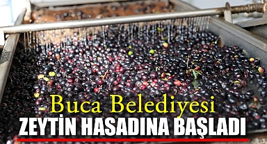 Buca Belediyesi Zeytin Hasadına Başladı
