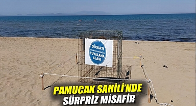 Pamucak Sahili’nde Sürpriz Misafir