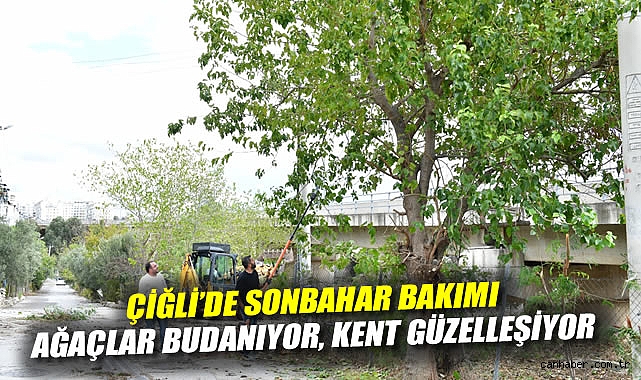 Çiğli'de sonbahar bakımı: Ağaçlar budanıyor, kent güzelleşiyor