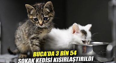 Buca'da 3 bin 54 sokak kedisi kısırlaştırıldı
