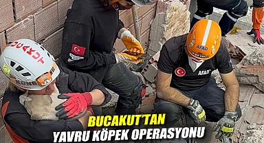 BUCAKUT'tan yavru köpek operasyonu