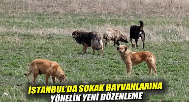 İstanbul’da Sokak Hayvanlarına Yönelik Yeni Düzenleme
