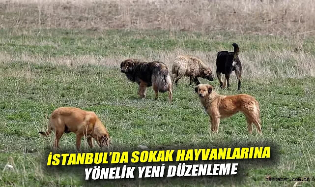İstanbul’da Sokak Hayvanlarına Yönelik Yeni Düzenleme