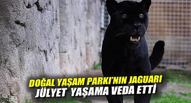 Doğal Yaşam Parkı’nın jaguarı Juliet yaşama veda etti