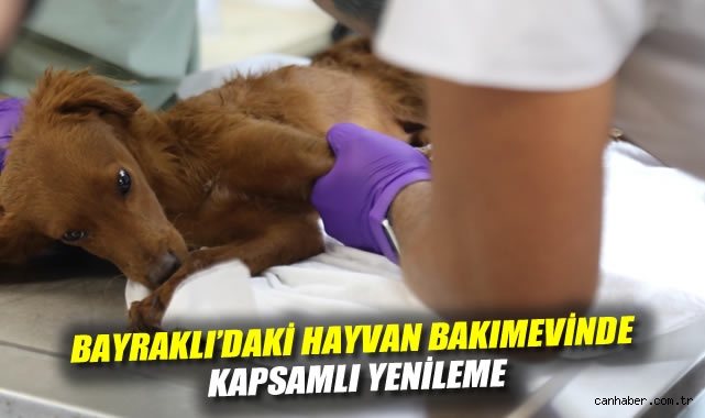 Bayraklı'daki Hayvan Bakımevinde Kapsamlı Yenileme