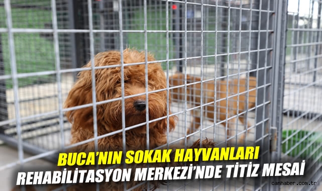 Buca'nın Sokak Hayvanları Rehabilitasyon Merkezi'nde titiz mesai