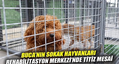 Buca'nın Sokak Hayvanları Rehabilitasyon Merkezi'nde titiz mesai