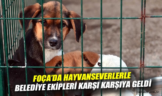 Foça'da Hayvanseverlerle Belediye Ekipleri Karşı Karşıya Geldi
